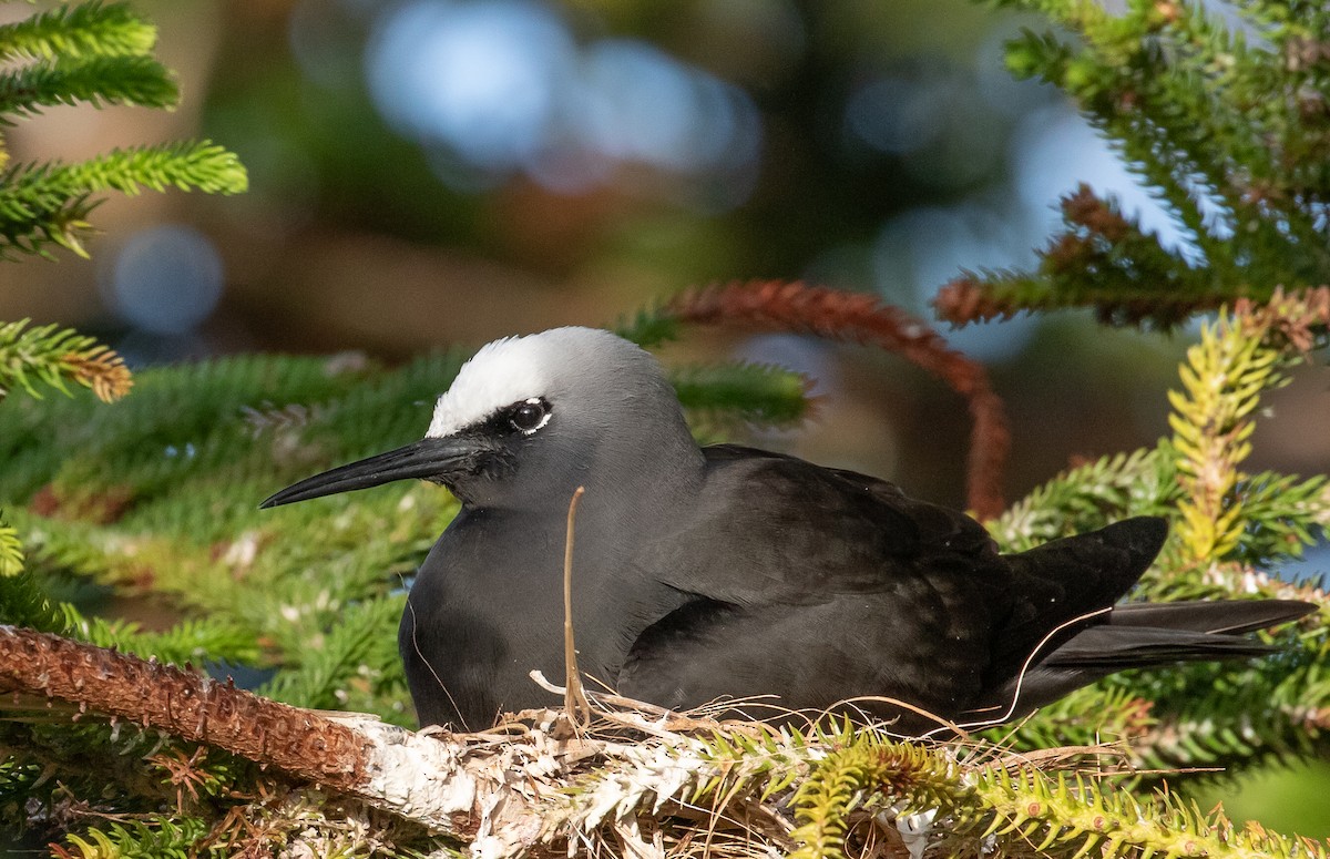 ヒメクロアジサシ - ML644355516