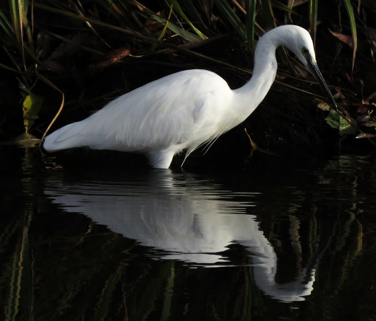 Little Egret - ML644355519