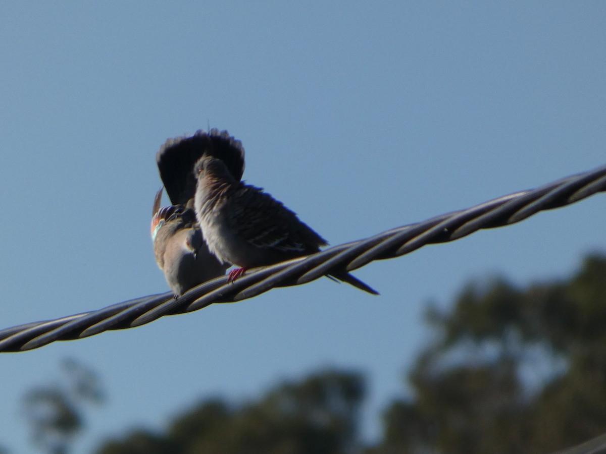 Crested Pigeon - ML644355524