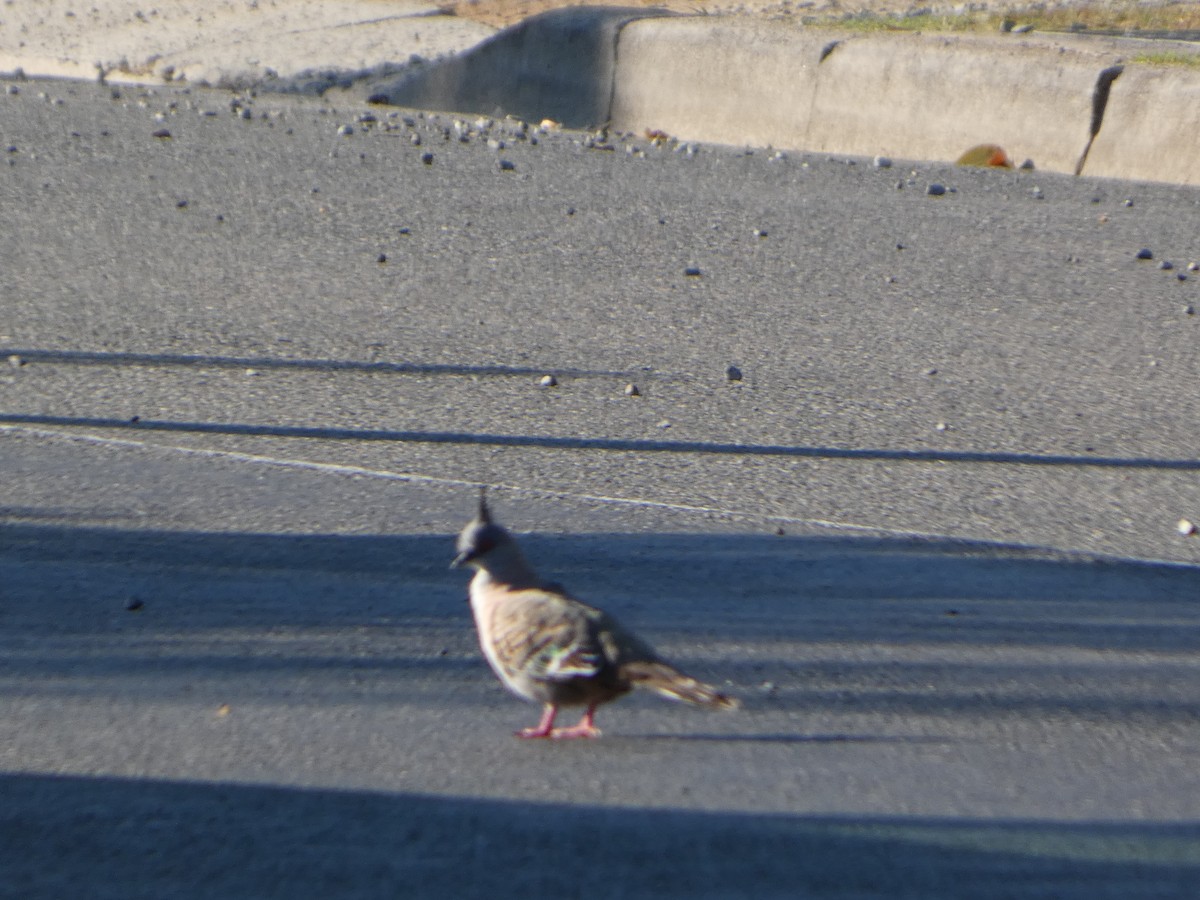 Crested Pigeon - ML644355525