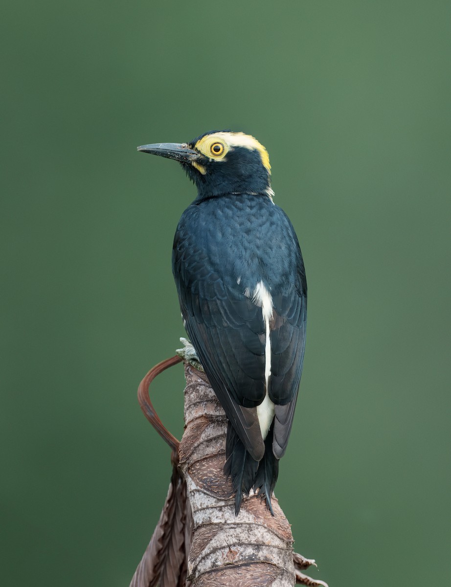 Pic à chevron d'or - ML644355542