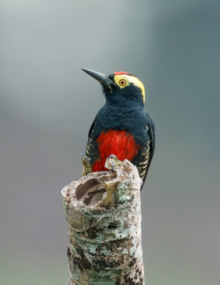 Pic à chevron d'or - ML644355543