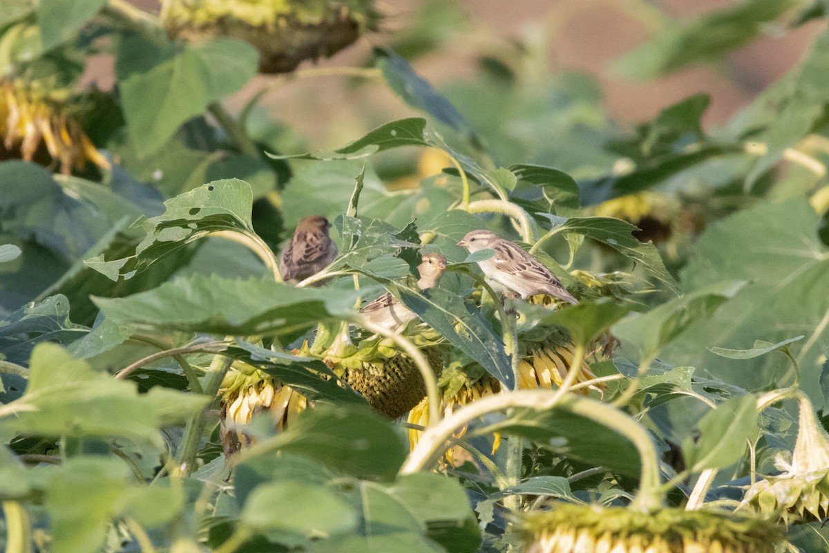 House Sparrow - ML644355548