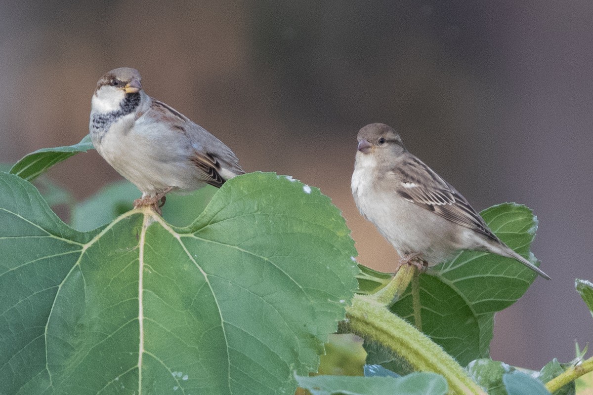 House Sparrow - ML644355553