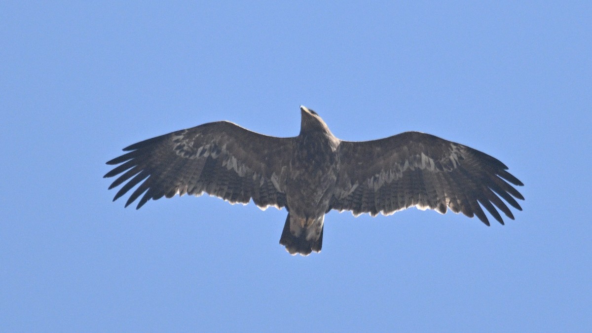Steppe Eagle - ML644355560