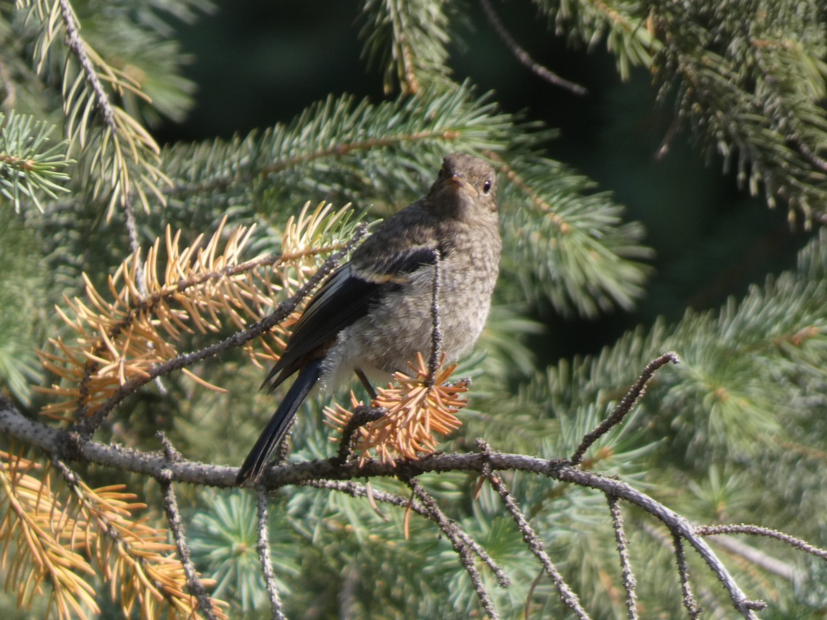 Улбар гал сүүлт - ML644355561