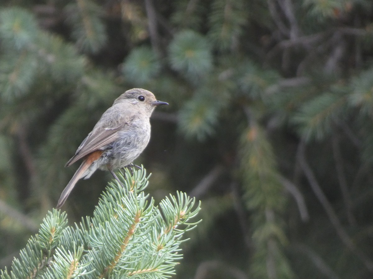 Улбар гал сүүлт - ML644355562