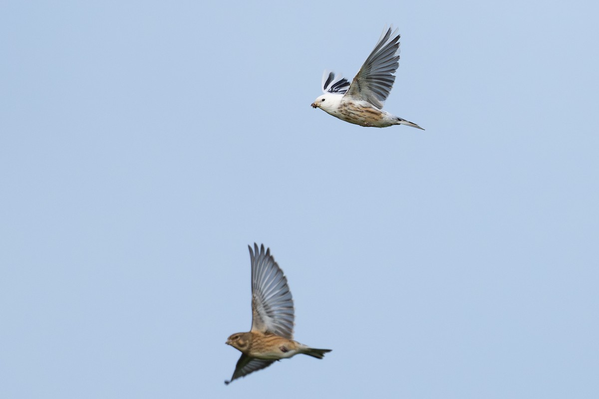 Eurasian Linnet - ML644355571