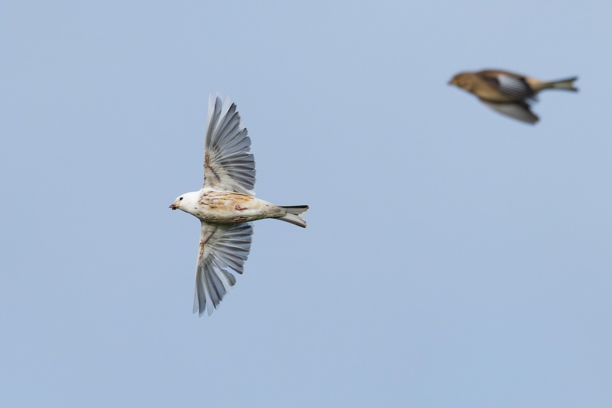 Eurasian Linnet - ML644355572