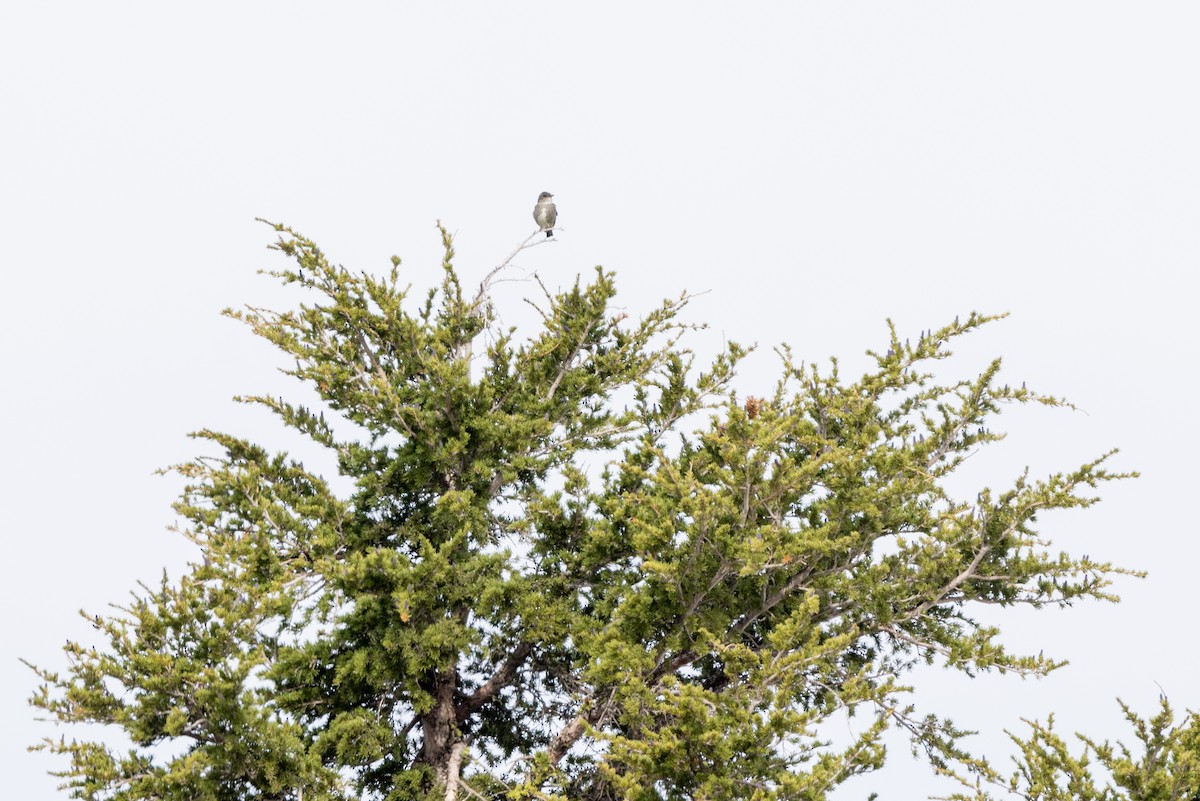 Olive-sided Flycatcher - ML644355576