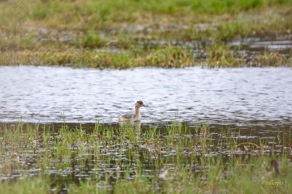 Australasian Grebe - ML644355577