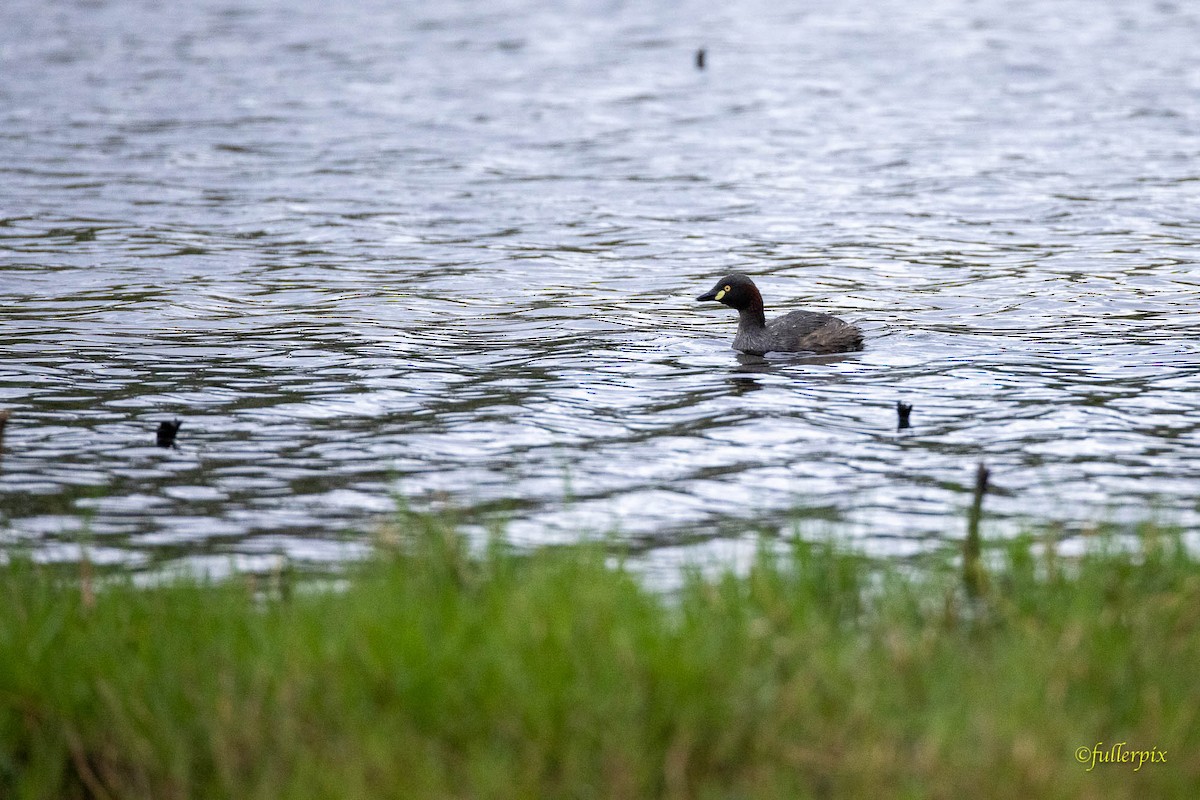 Australasian Grebe - ML644355578