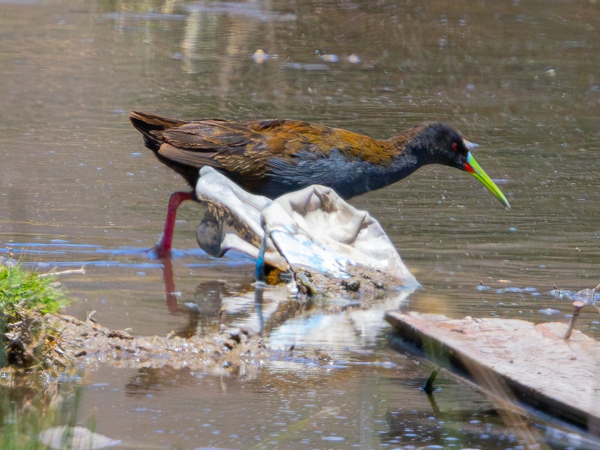 Grauralle - ML644355586