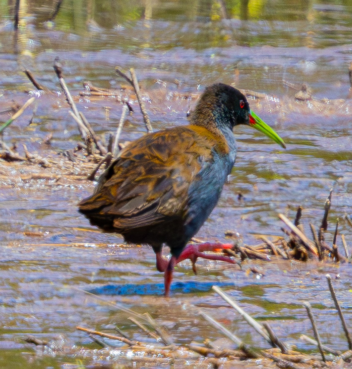 Grauralle - ML644355587