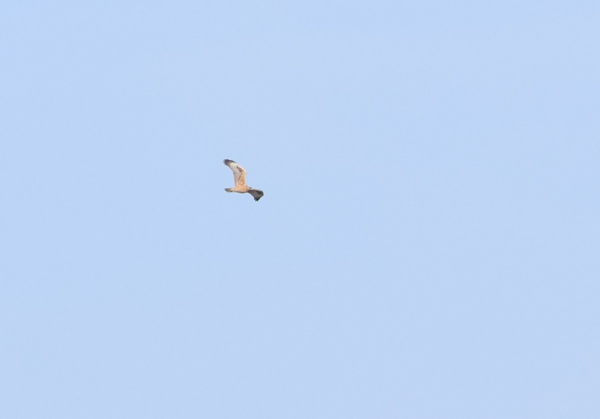 Харсун бүргэд - ML644355589