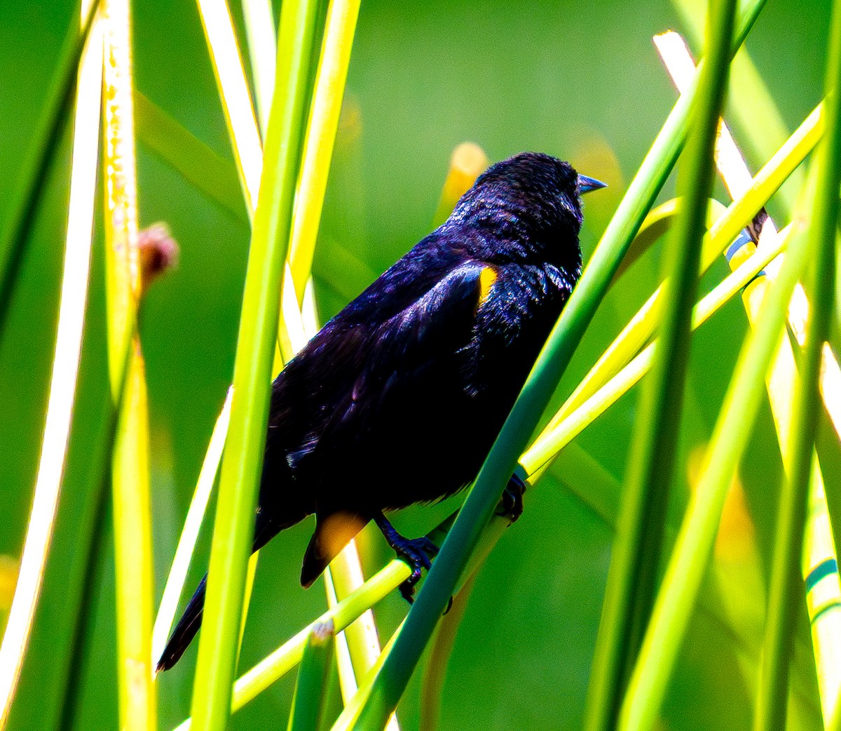 gulvingetrupial - ML644355590