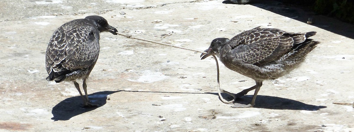 アメリカオオセグロカモメ - ML644355599