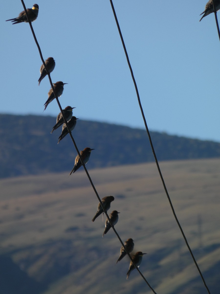 Золотистая щурка - ML644355605