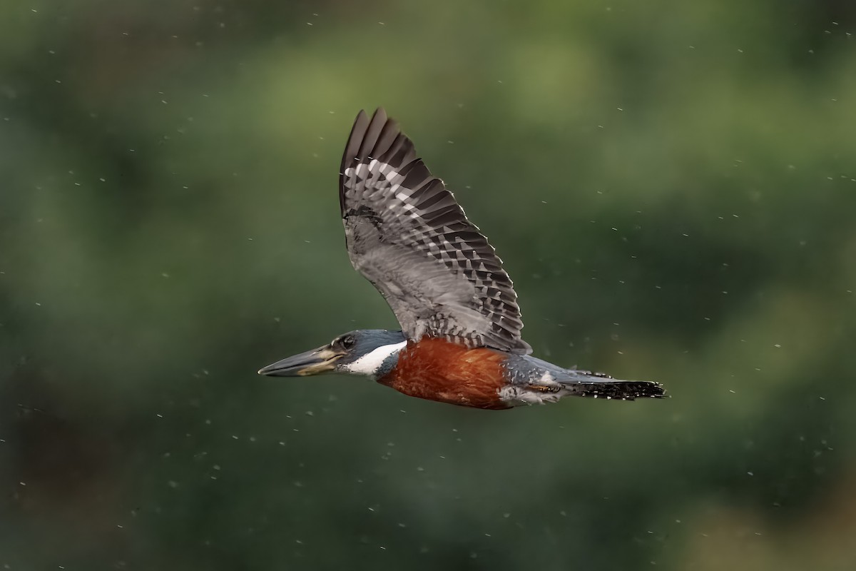 rybařík obojkový - ML644355609