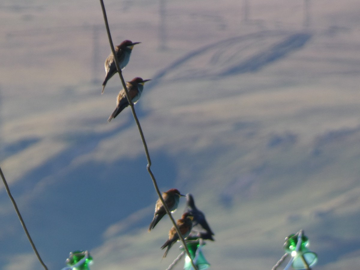 Золотистая щурка - ML644355610