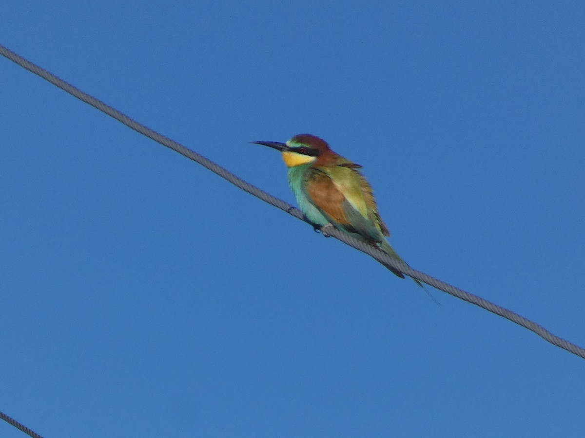 Золотистая щурка - ML644355616