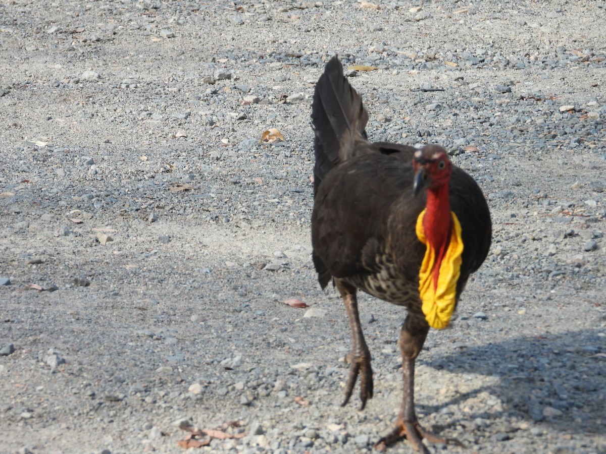 Australian Brushturkey - ML644355631