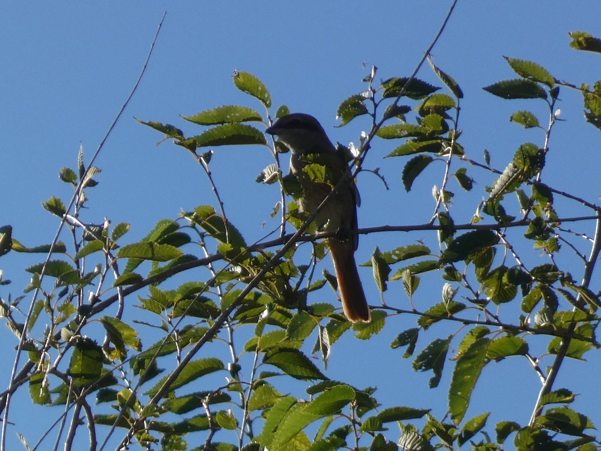 חנקן טורקסטני - ML644355642