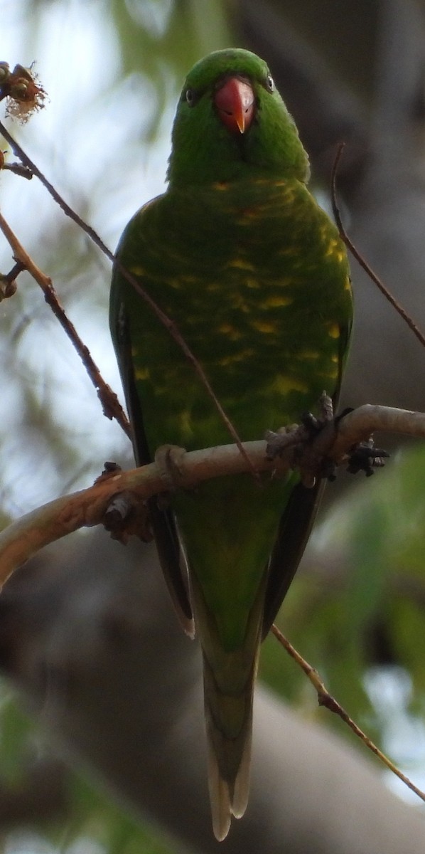 Scaly-breasted Lorikeet - ML644355645