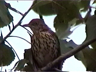 brunspottefugl - ML644355648