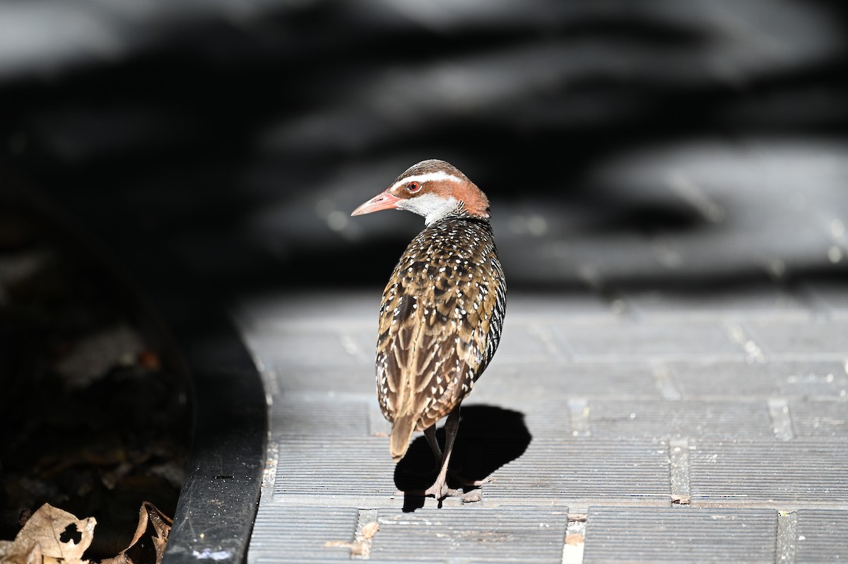 Buff-banded Rail - David Minoli