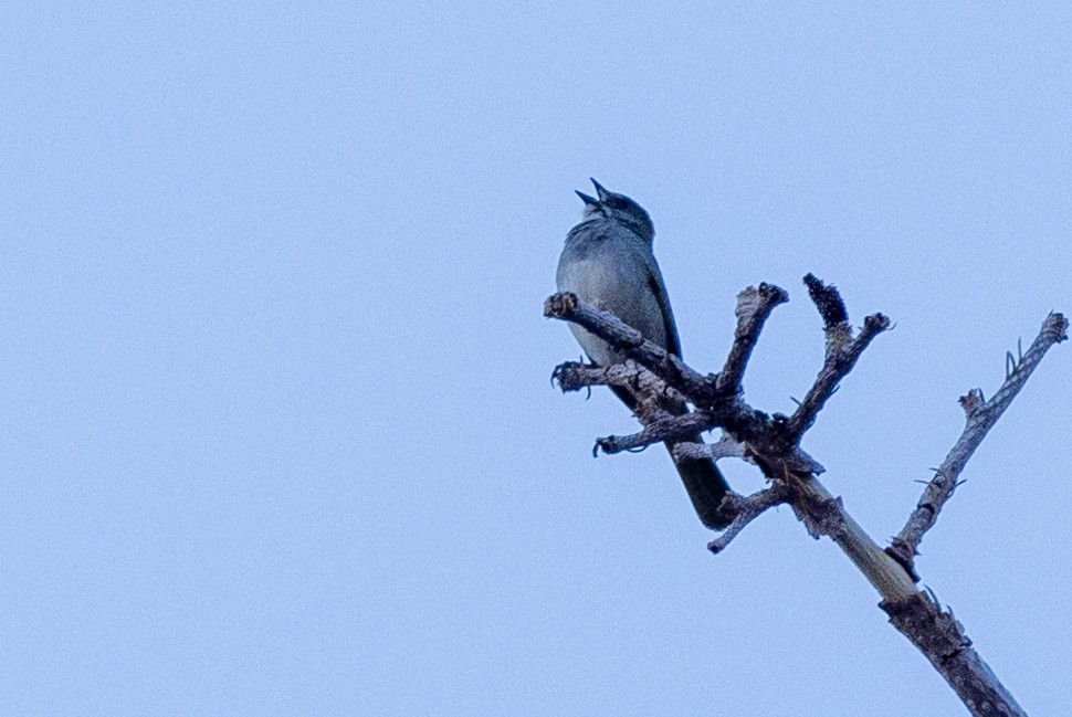 Green-tailed Towhee - ML644355659