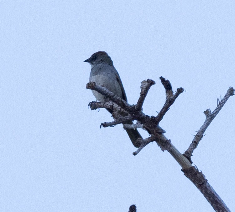 Green-tailed Towhee - ML644355660