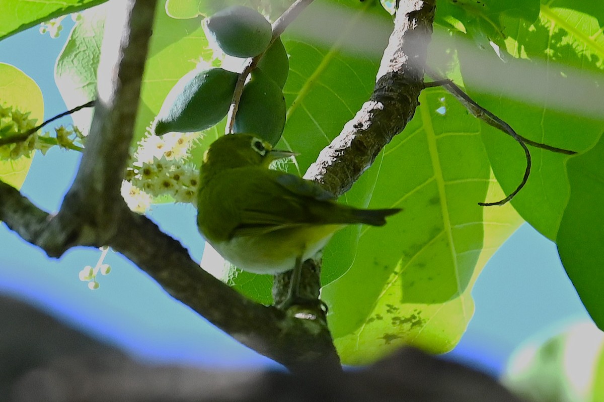 Пепельнобрюхая белоглазка - ML644355663