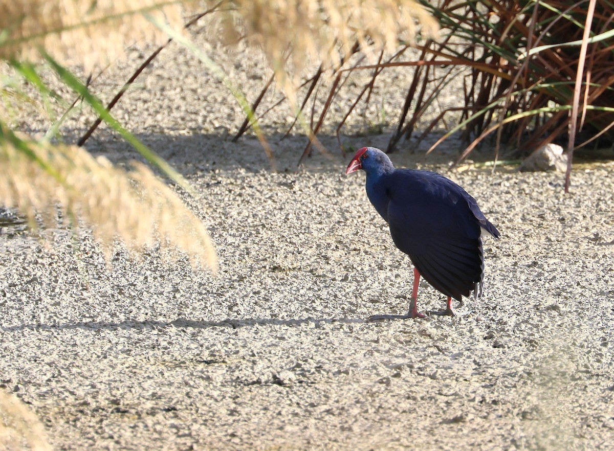 セイケイ - ML644355664