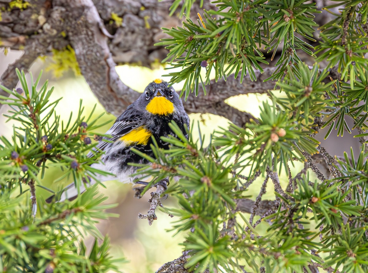 Taçlı Ötleğen (auduboni) - ML644355671