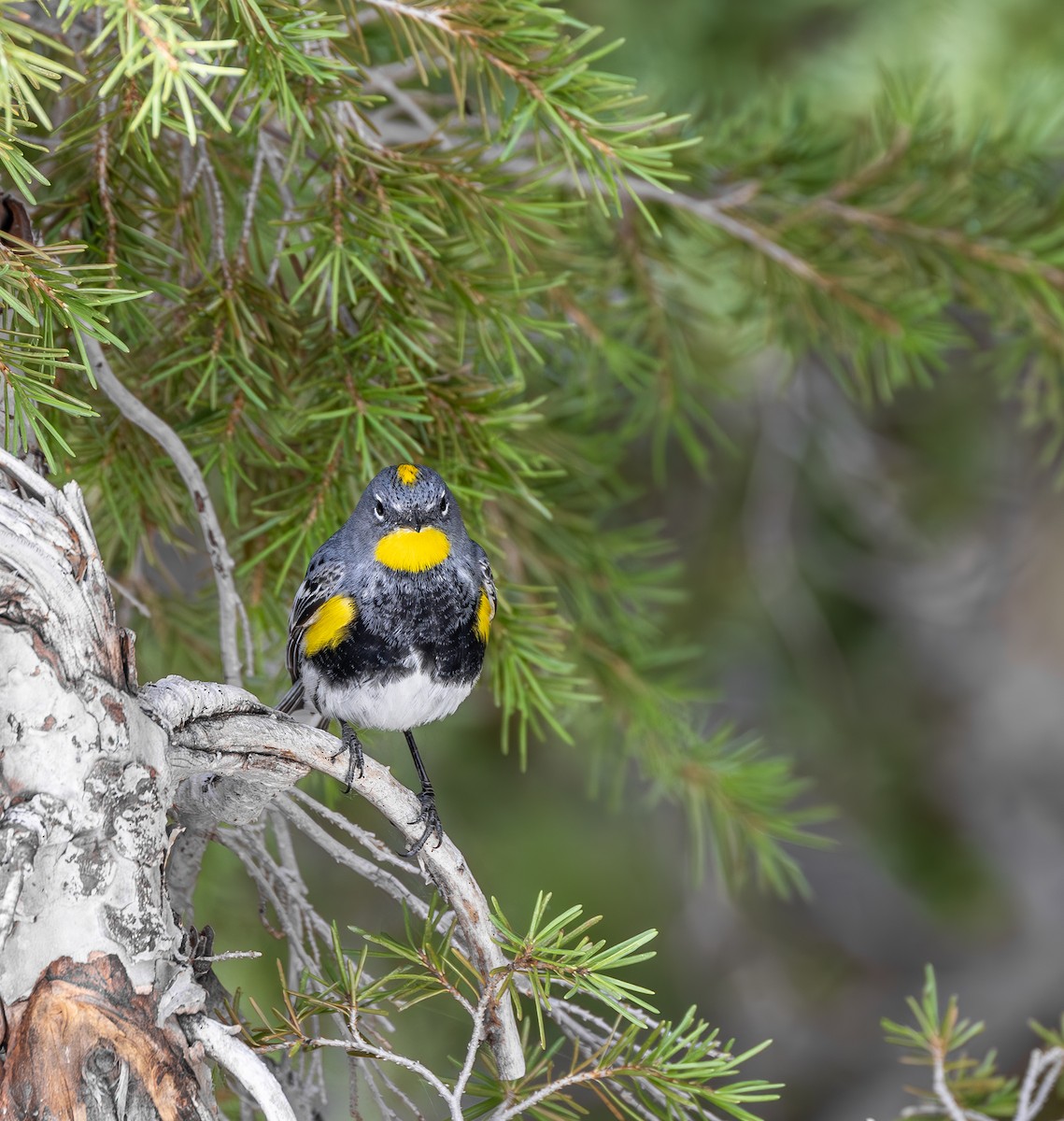 Taçlı Ötleğen (auduboni) - ML644355676