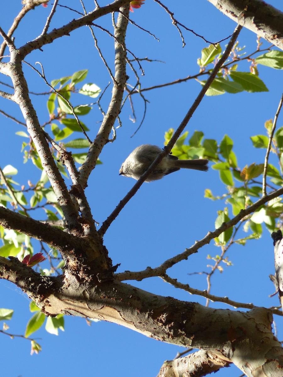 ヤブガラ - ML644355678