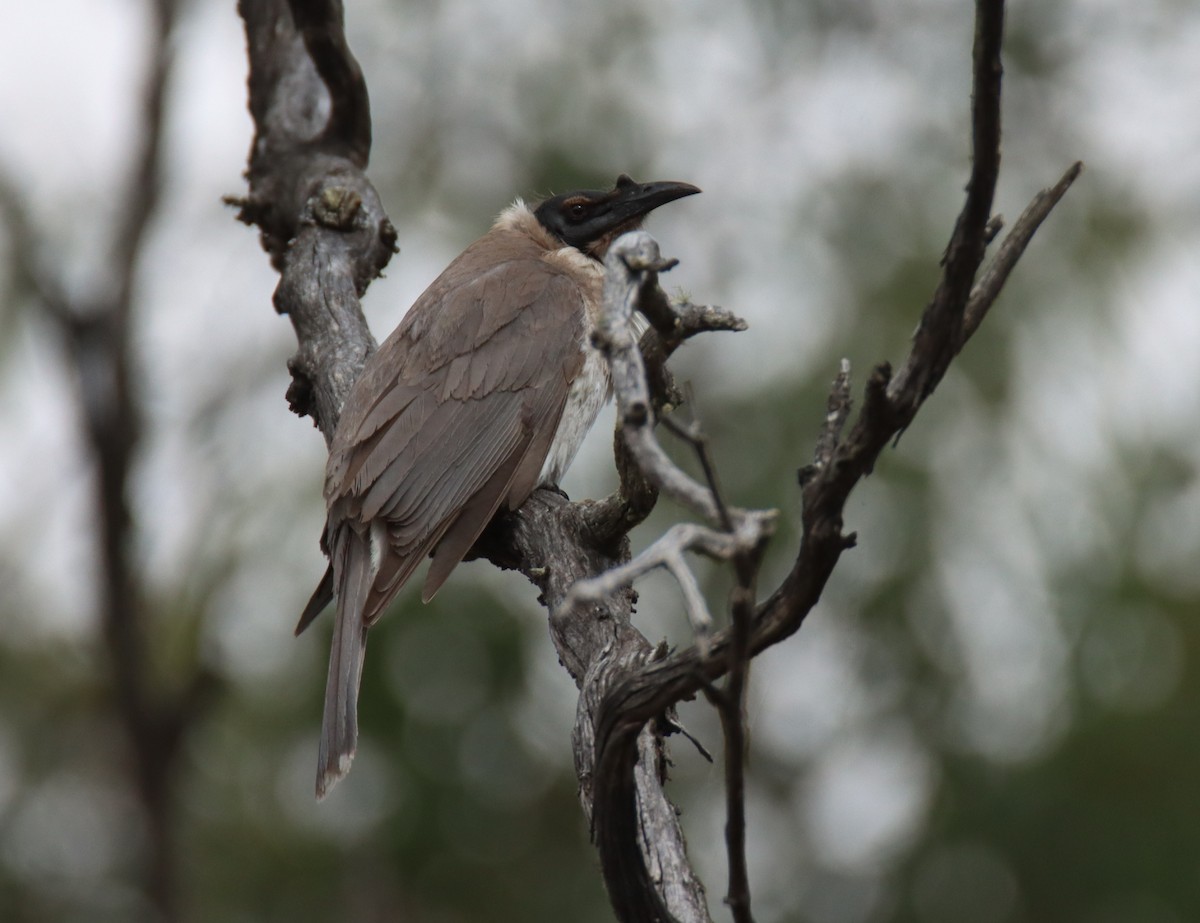Noisy Friarbird - ML644355682