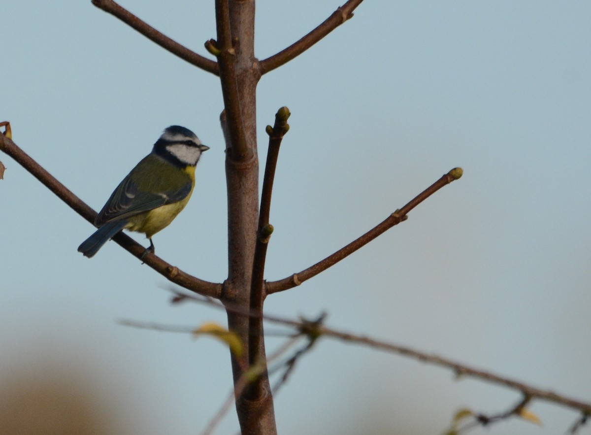 Eurasian Blue Tit - ML644355686