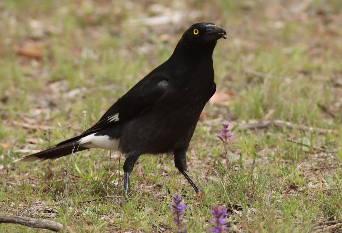 Verdugo Pío - ML644355689