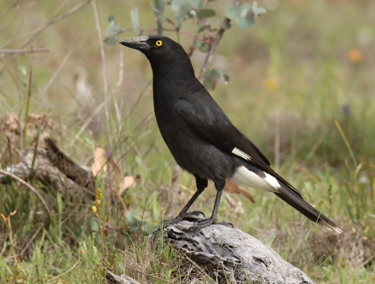 Verdugo Pío - ML644355690