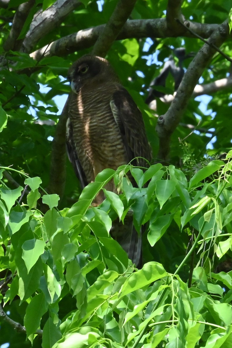 Рыжая иглоногая сова - ML644355692