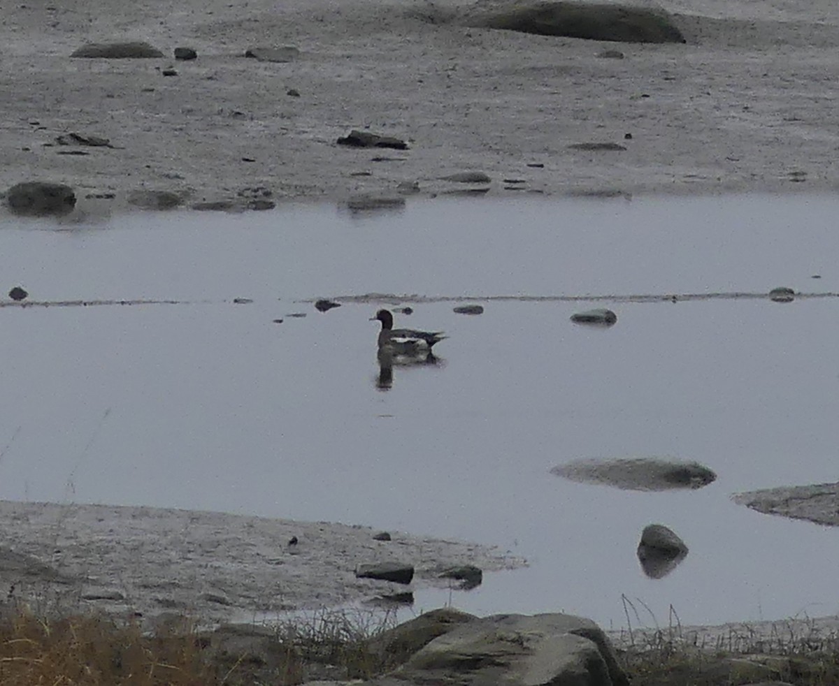 Eurasian Wigeon - ML644355698
