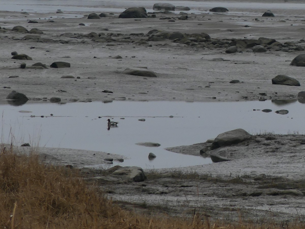 Eurasian Wigeon - ML644355699