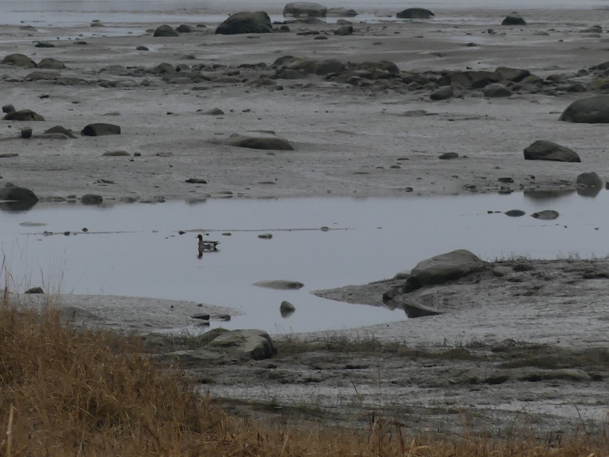 Eurasian Wigeon - ML644355700