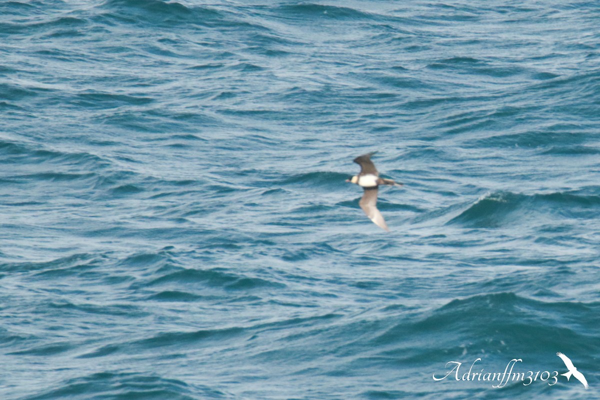 Pomarine Jaeger - ML644355702