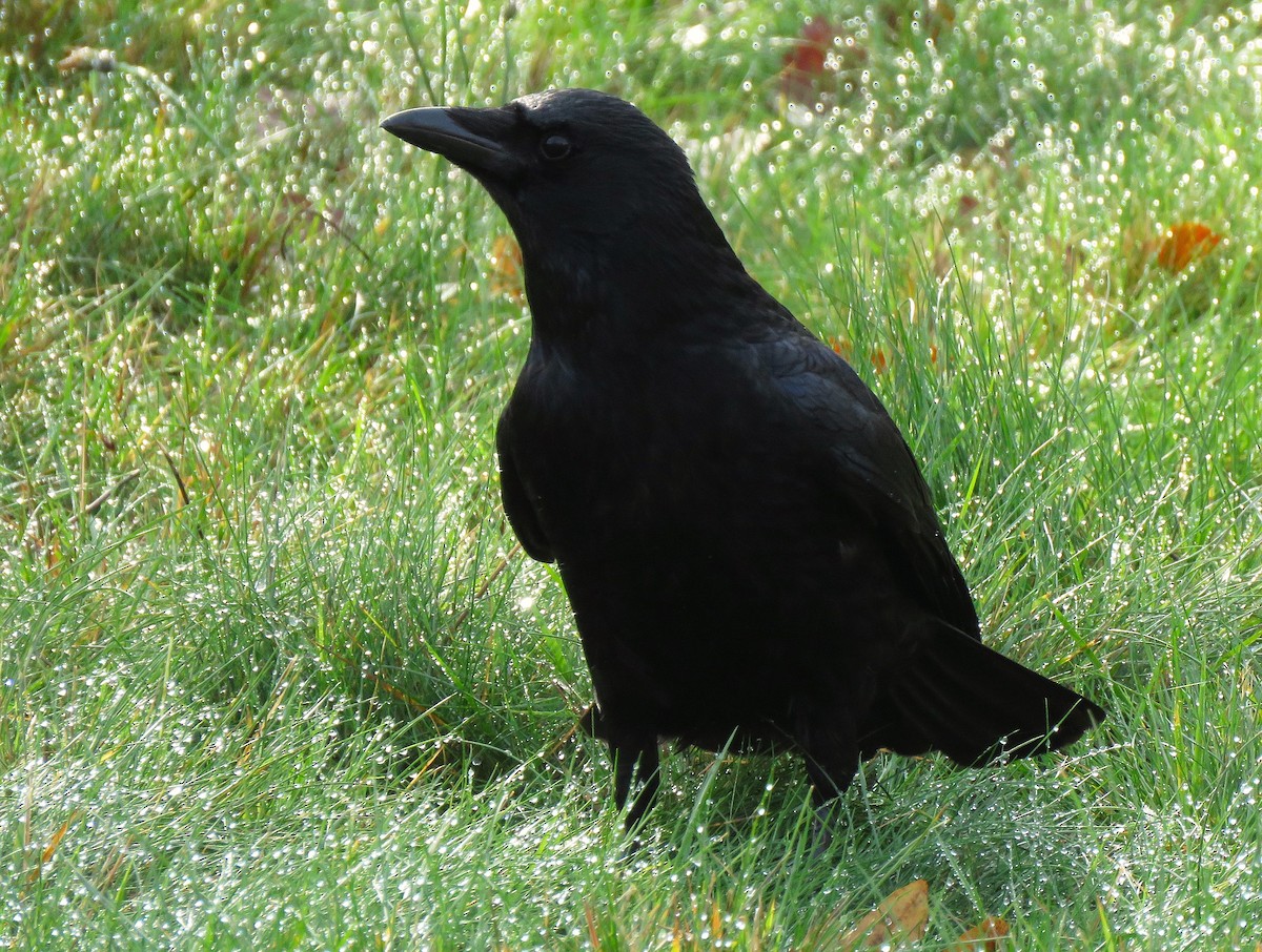 Carrion Crow - ML644355704