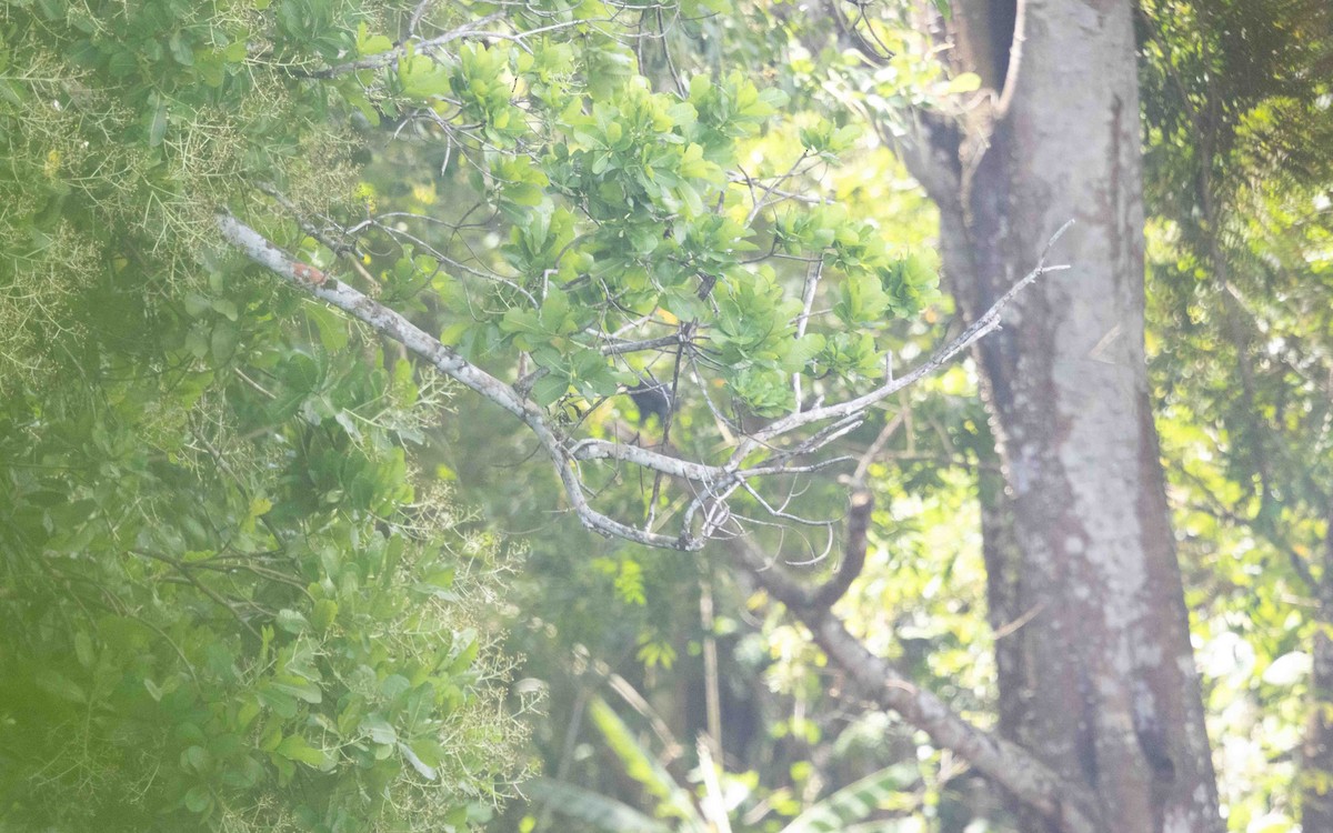 オオクロノスリ - ML644355707