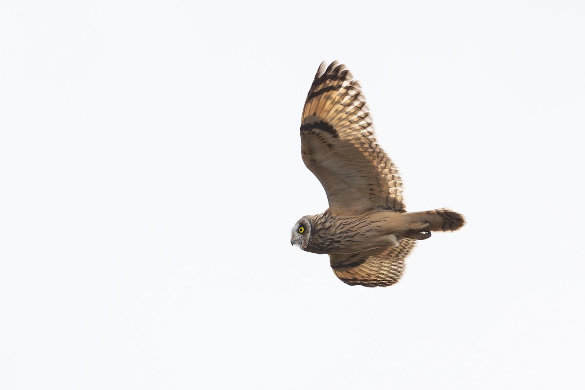 Zingira-hontza - ML644355711