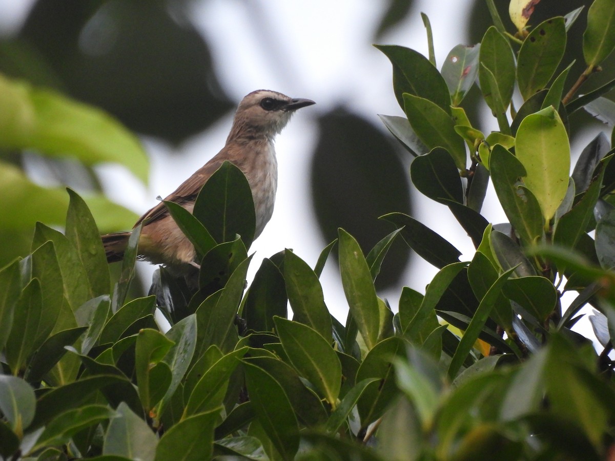 Schwarzzügelbülbül - ML644355713